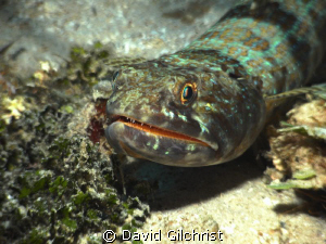 Lizardfish, Roatan( I had to wait patiently for the clean... by David Gilchrist 